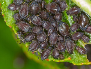 Aphids on a leaf of a tree.