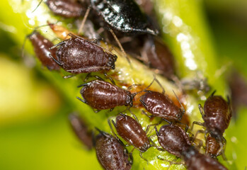 Aphids on a leaf of a tree.