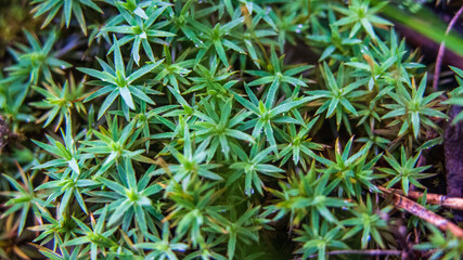 moss close-up in the forest