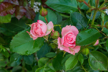 Little pink rose in the garden