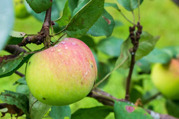 Ripe apple on a branch in the garden