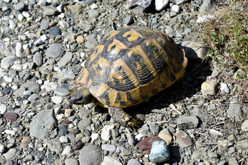 Greece, Mediterranean tortoise