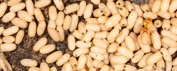 White ant eggs on the ground.