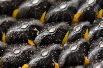 Black seeds in a sunflower as a background.