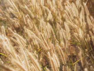 Scenic of natural yellow grass flower blowing with the wind in grass field in summer.