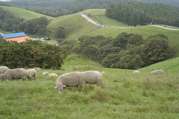 갈매기 gull , dog, 양 ,고양이, cat, sheep ,hip, 엉덩이