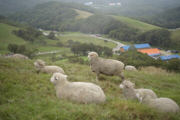 Fototapeta premium 갈매기 gull , dog, 양 ,고양이, cat, sheep ,hip, 엉덩이