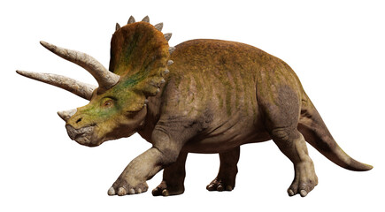 Triceratops horridus, dinosaur isolated on white background  - obrazy, fototapety, plakaty