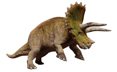 Triceratops horridus, dinosaur isolated on white background 