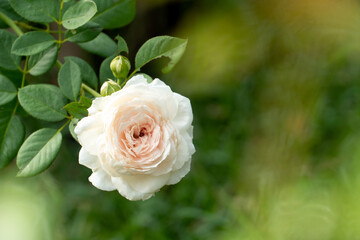 Colorful, beautiful, delicate rose in the garden