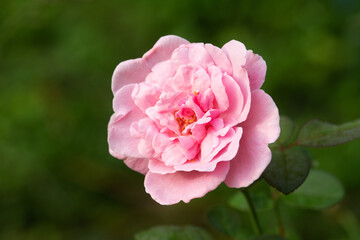 Colorful, beautiful, delicate rose in the garden