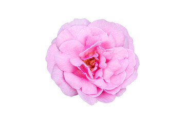 Pink rose isolated on white background with clipping path