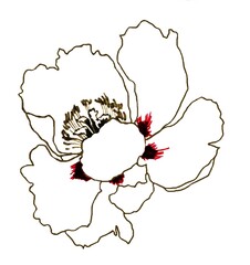 Graphics peony flower isolated on white background illustration for all prints.