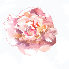 Light pink peony watercolor isolated on white background illustration.