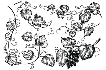 Vine sketch ink graphic set illustration, draft silhouette drawing, black on white line art. Vintage etching botanical design. © Ann Lou