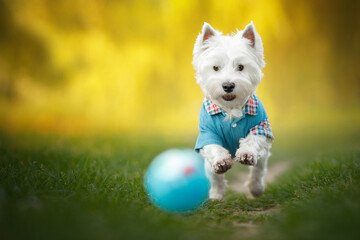  west highland white terrier dog play with ball in sunny nature