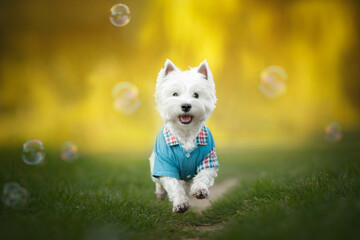  west highland white terrier dog play with bubbles in sunny nature