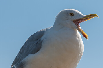 Texel, the Netherlands. August 2020. Close up of a screaming seagull.