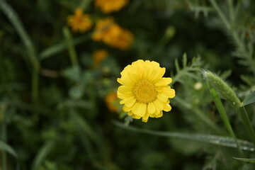 Daisy
Flowers