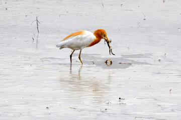 Egret hunting the frog
Timely Shot
