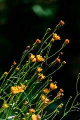 Small yellow flowers on molted stems illuminated by the sun on a dark green background. Vertical cover. High quality photo