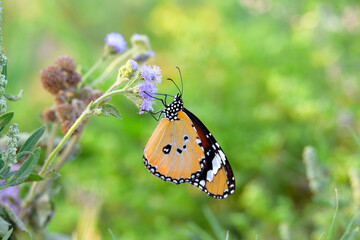 Monarch Butterfly