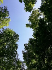 Looking up at the green tops of trees.