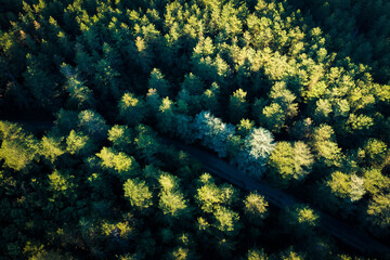 View from above, stunning aerial view of a green forest with a road surrounded by beautiful pine trees. Mount Limbara (Monte Limbara) Sardinia, Italy.