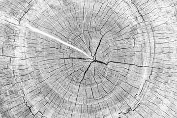 Close - up white stump pattern texture and background seamless © torsakarin