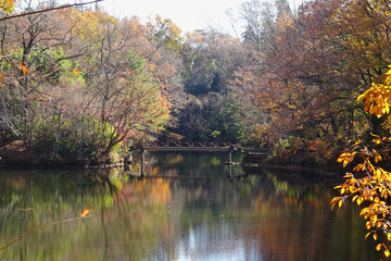 Fototapeta premium 紅葉が反射する震生湖／【震生湖公園】神奈川県秦野市 12月