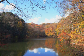 風景が反射する震生湖／【震生湖公園】神奈川県秦野市　12月