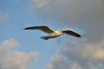 Fototapeta na wymiar Seagull flying in the sky
