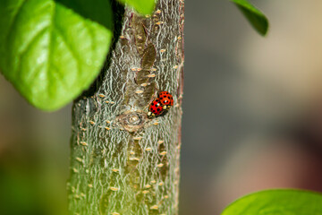 two ladybugs sit on top of one another on a plum tree trunk on a sunny day