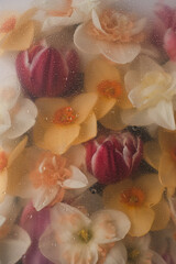 Abstract floral aesthetic background. Colourful narcissus and tulip flowers under the glass plate with water drops and splash. Beautiful flowers and petals. Artistic botany image for template