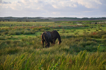 Fototapeta premium Hore in the grass