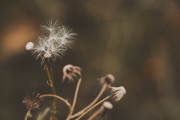 Fototapeta premium Natura