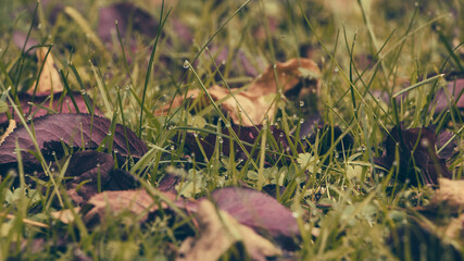 Natura