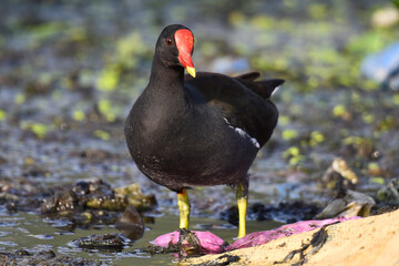 Fototapeta premium The common moorhen Waterhen