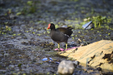 Morehen in the garbage