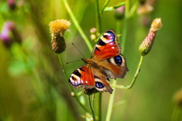 a peacock butterfly with a damaged wing sits on a withered plant