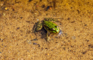 small frog sits on the sandy bottom of the riverbank