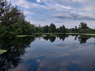 forest river and reflection on the water