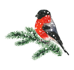 Isolated Christmas winter arrangement. Bullfinch and fir tree. Watercolor hand drawn painted illustration on white background. Water colour drawing.