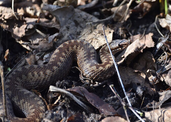 viper in early spring in the forest