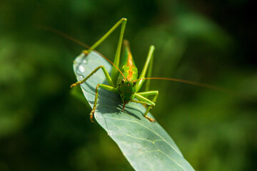 a large green grasshopper sits on a large cabbage leaf on a sunny day