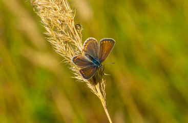 a brown butterfly with a blue tint on its wings sits on a dried stalk of grass on a sunny day