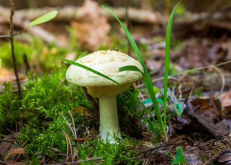 mushroom pale toadstool Amanita phalloides grows in the forest next to a bush of grass and moss on a sunny day in summer