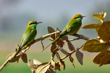 Green Bee-Eater
Bee-Eater
Birds on branch 