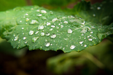 cabbage leaf large drops of dew in the morning on a sunny day