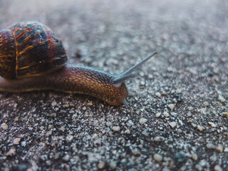 Snail on the ground